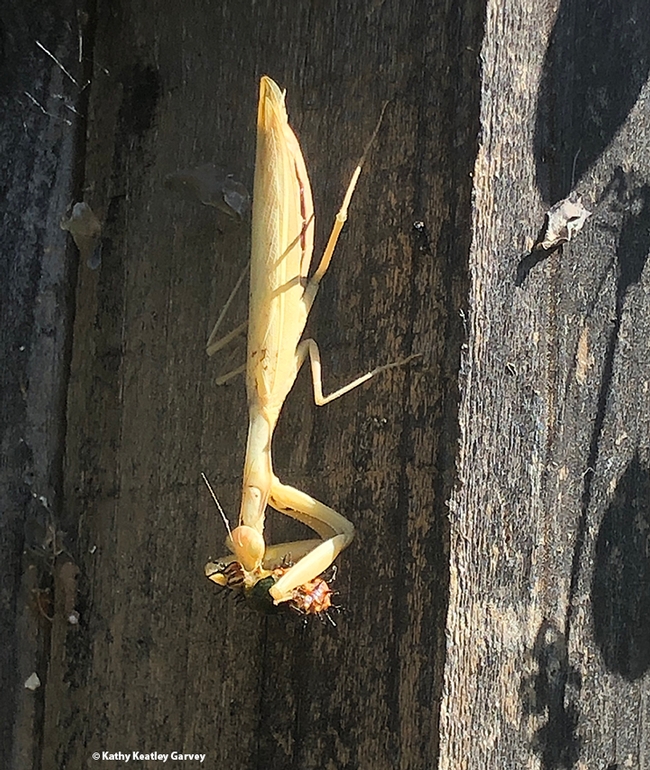 Will a praying mantis eat a caterpillar? Yes. (Photo by Kathy Keatley Garvey)