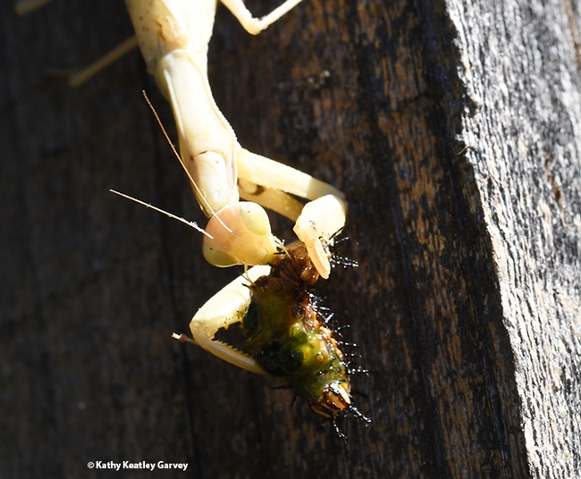 Praying mantis rapidly finishing her dinner. (Photo by Kathy Keatley Garvey)