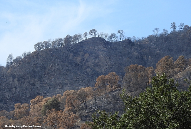 The view from Gates Canyon Road on Sept. 25, 2020, following the Aug. 19th wildfire. (Photo by Kathy Keatley Garvey)