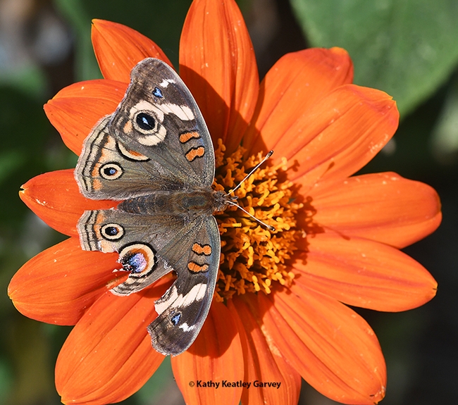 Signs of a predator. A tattered Buckeye butterfly, Junonia coenia, sipping nectar from a Mexican sunflower, Tithonia rotundifolia. (Photo by Kathy Keatley Garvey)
