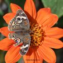 Signs of a predator. A tattered Buckeye butterfly, Junonia coenia, sipping nectar from a Mexican sunflower, Tithonia rotundifolia. (Photo by Kathy Keatley Garvey)