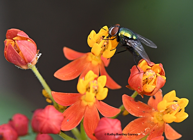 Flies can be pollinators, too, but they're better known for their forensic, veterinary and medical importance. (Photo by Kathy Keatley Garvey)