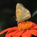 The larvae of the alfalfa butterfly are major pests of alfalfa. This butterfly is sipping nectar from a Mexican sunflower, Tithonia rotundifolia. (Photo by Kathy Keatley Garvey)