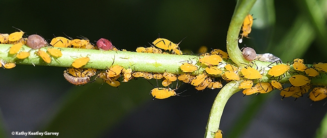 Aphids suck the plant juices of alfalfa. This image shows aphids on a tropical milkweed stem and an immature lady beetle (ladybug). The larvae also eat aphids. (Photo by Kathy Keatley Garvey)