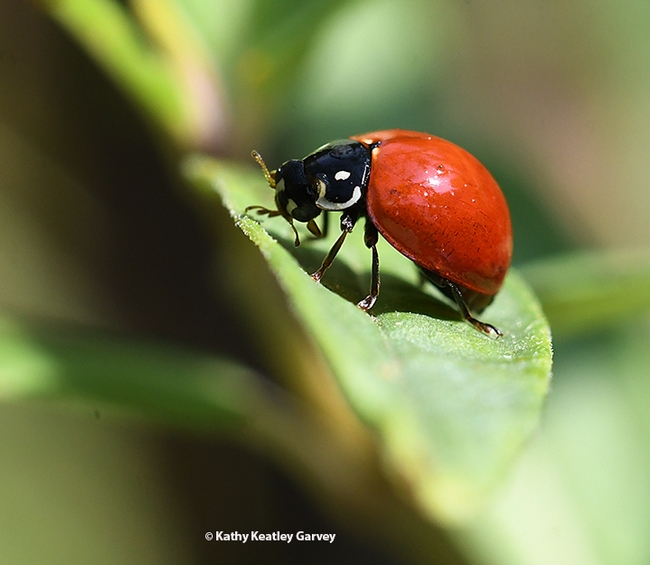 The lady beetle, aka ladybug, is a beneficial insect. It can devour some 50 aphids a day. (Photo by Kathy Keatley Garvey)