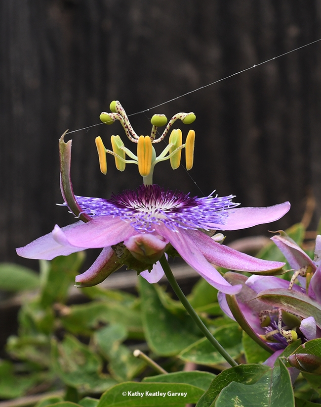 Notice the spider's thread across the blossom of this passionflower vine? The spider knows where the prey is. (Photo by Kathy Keatley Garvey)