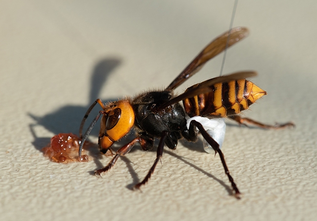 The Asian giant hornet measures a little less than two inches long. A nest was recently discovered and destroyed near Blaine, Wash. (Photo courtesy of the Washington Department of Agriculture)
