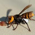 The Asian giant hornet measures a little less than two inches long. A nest was recently discovered and destroyed near Blaine, Wash. (Photo courtesy of the Washington Department of Agriculture)