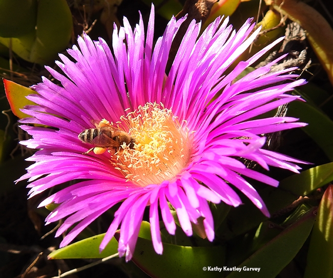 A honey bee foraging on ice plant along Doran Beach, Bodega Bay. Both the bee and the plant are non-native. (Photo by Kathy Keatley Garvey)