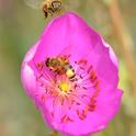 Pollen-packing honey bee heads toward a rock purslane blossom already occupied by another worker. (Photo by Kathy Keatley Garvey)