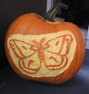 This carved pumpkin doesn't flutter, but the butterfly (in real life) does. (Photo by Kathy Keatley Garvey)
