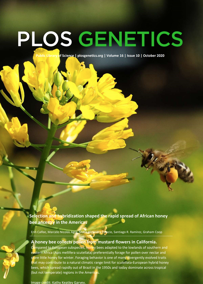 This is the cover of PLOS Genetics, featuring the research of population biologist Erin Calfee. (Photo by Kathy Keatley Garvey)