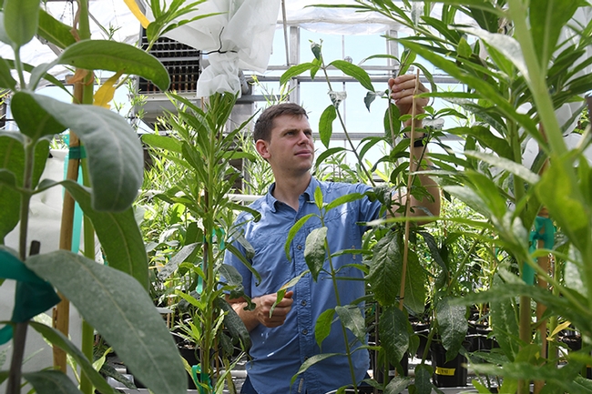 Former UC Davis doctoral student Micah Freedman tending his milkweed in a UC Davis greenhouse, where he reared monarchs for research. (Photo by Kathy Keatley Garvey)
