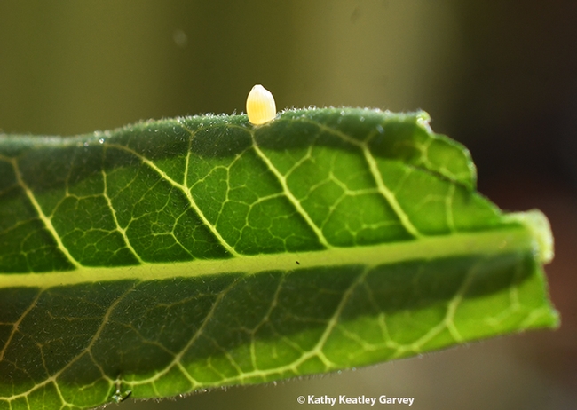 A monarch butterfly just deposited this egg on a milkweed leaf. (Photo by Kathy Keatley Garvey)