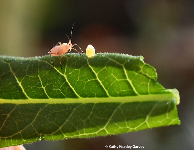Photo-bomber! An oleander aphid appears out of nowhere, heading toward the monarch egg. (Photo by Kathy Keatley Garvey)