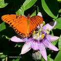 The Gulf Fritillary, Agaulis vanillae, spreads its wings on a passion flower in Vacaville, Calif. (Photo by Kathy Keatley Garvey)