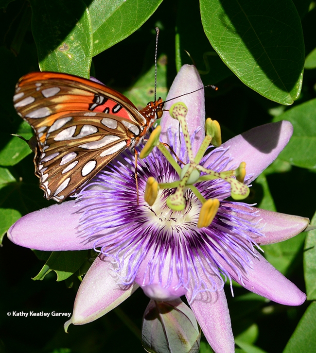 The orange butterfly has silver spangled wings, which makes it appear as two different butterflies. (Photo by Kathy Keatley Garvey)