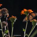 A monarch butterfly sipping nectar from a Mexican sunflower, Tithonia rotundifola, in Vacaville, Calif., on Oct. 30. (Photo by Kathy Keatley Garvey)