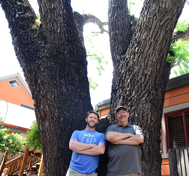 Forest entomologist Jackson Audley (left) with his mentor, the late Steve Seybold, in front of an infested tree in Davis, Calif. The walnut twig beetle, in association with a fungus, causes thousand cankers disease. (Photo by Kathy Keatley Garvey)
