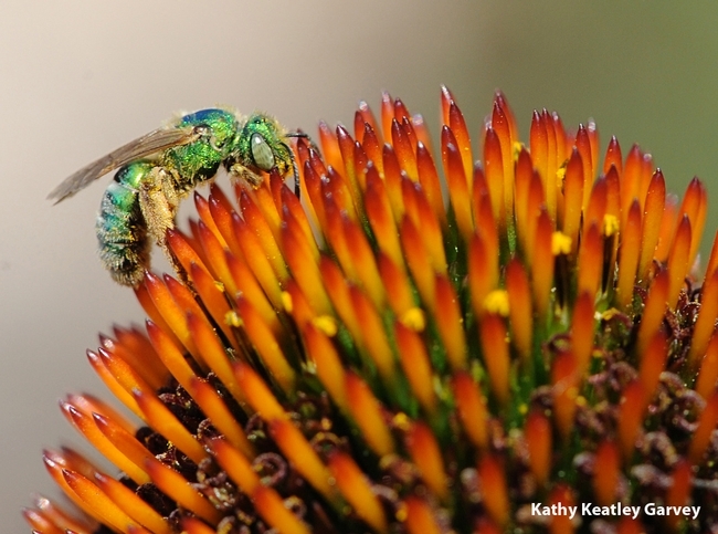 A female metallic green sweat bee nectaring on a purple coneflower in June 2011 at the Häagen-Dazs Honey Bee Haven, part of the UC Davis Department of Entomology and Nematology. The female is solid green from head to thorax to abdomen, while the male's head and thorax are green, but not the abdomen. (Photo by Kathy Keatley Garvey)