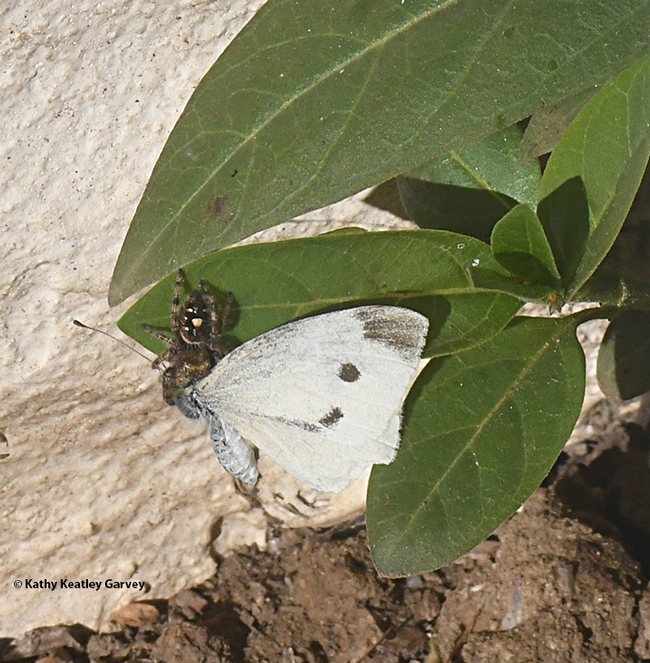 Herman the jumping spider nails a cabbage white butterfly. (Photo by Kathy Keatley Garvey)