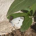Herman the jumping spider nails a cabbage white butterfly. (Photo by Kathy Keatley Garvey)