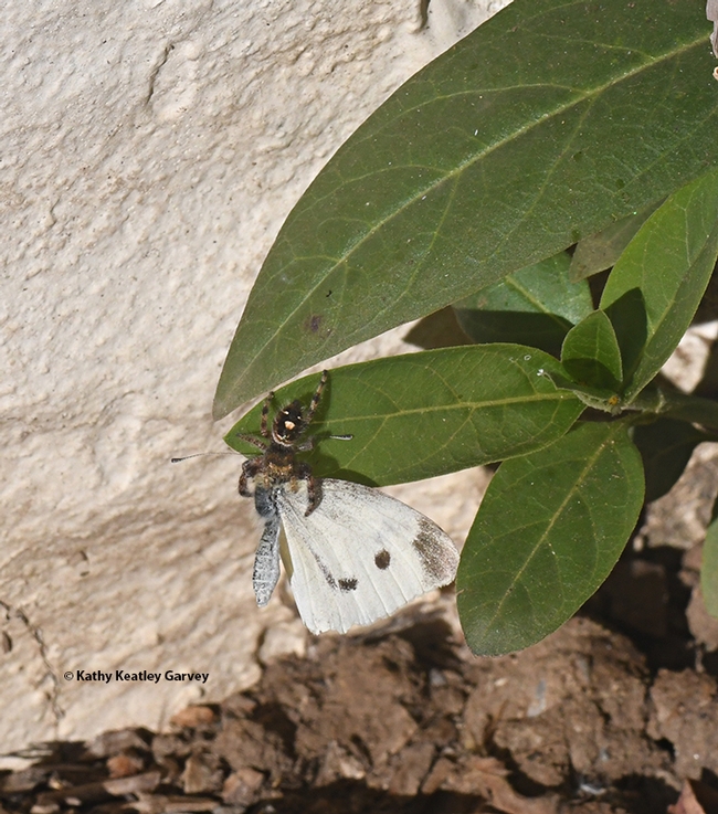 Herman the jumping spider eating the cabbage white butterfly. (Photo by Kathy Keatley Garvey)