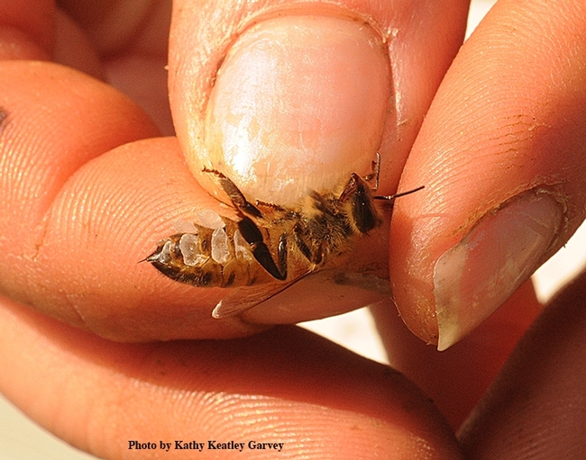 How many pairs of wax glands does a worker honey bee have on its abdomen? That was one of the questions at ESA's Virtual Entomology Games. (Photo by Kathy Keatley Garvey)