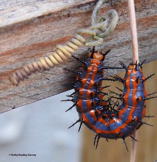 U Turn? A Gulf Fritillary caterpillar in action. (Photo by Kathy Keatley Garvey)