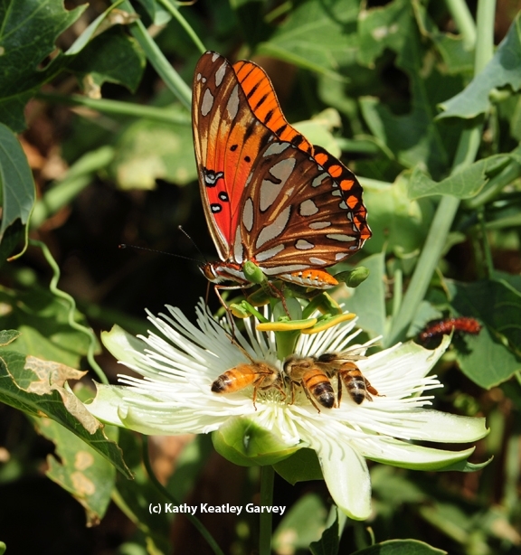 A Gulf Fritillary butterfly, Agraulis vanillae, shares the nectar of a passionflower (Passiflora) with three honey bees. (Photo by Kathy Keatley Garvey)