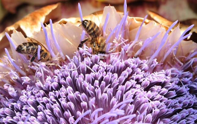 Bottoms up! Honey bees thriving in a flowering artichoke. (Photo by Kathy Keatley Garvey)