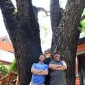Forest entomologists Jackson Audley (left) and the late Steve Seybold next to a black walnut tree, the victim of thousand cankers disease, in downtown Davis. (Photo by Kathy Keatley Garvey)