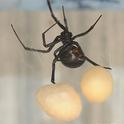 A mama widow spider juggles her egg sacs. (Photo by Kathy Keatley Garvey)
