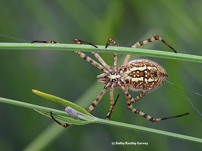 A banded garden spider moving right along. (Photo by Kathy Keatley Garvey)