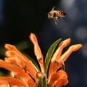 A honey bee heads for the lion's tail, Leonotis leonurus, in Vacaville, Calif. on a sunny day in December.