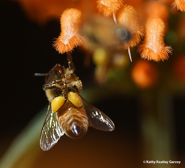 This pollen-packing honey bee is oblivious to everything but her plant, the lion's tail. (Photo by Kathy Keatley Garvey)