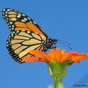 A monarch butterfly nectaring on a Mexican sunflower, Tithonia rotundifolia. (Photo by Kathy Keatley Garvey)