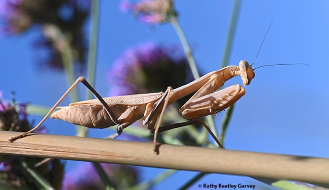 This praying mantis, photographed in Vacaville, Calif., waits to ambush prey. (Photo by Kathy Keatley Garvey)