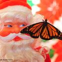 Santa Claus greets a monarch, which scientists say may be heading for extinction. (Photo by Kathy Keatley Garvey)