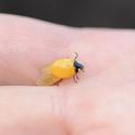 Golden ladybug, Coccinella septempunctata. (Photo by Kathy Keatley Garvey)