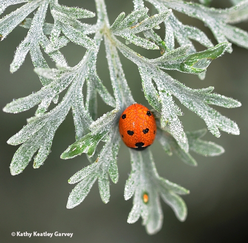 A lady beetle on the silvery gray foliage of Artemisia. (Photo by Kathy Keatley Garvey)