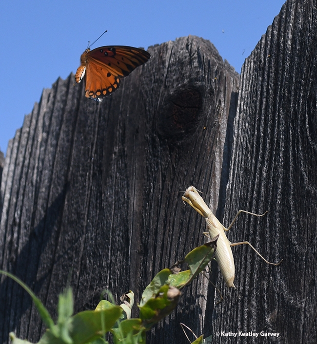 Escape! The Gulf Fritillary escapes the predator's clutches. (Photo by Kathy Keatley Garvey)