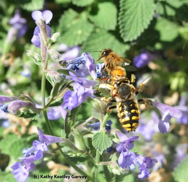 Male European wool carder bees are highly territorial. This one is targeting a honey bee on a catmint blossom. (Photo by Kathy Keatley Garvey)