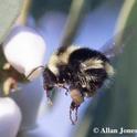 Allan Jones of Davis captured this image of a black-tailed bumble bee, Bombus melanopygus, on Jan. 6, 2020 in the UC Davis Arboretum and Public Garden. (Photo by Allan Jones)