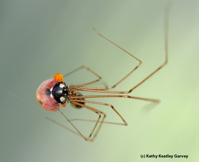 A toxic chemical, a defense mechanism, oozing from a lady beetle, the prey of a cellar spider in this summer image. (Photo by Kathy Keatley Garvey)