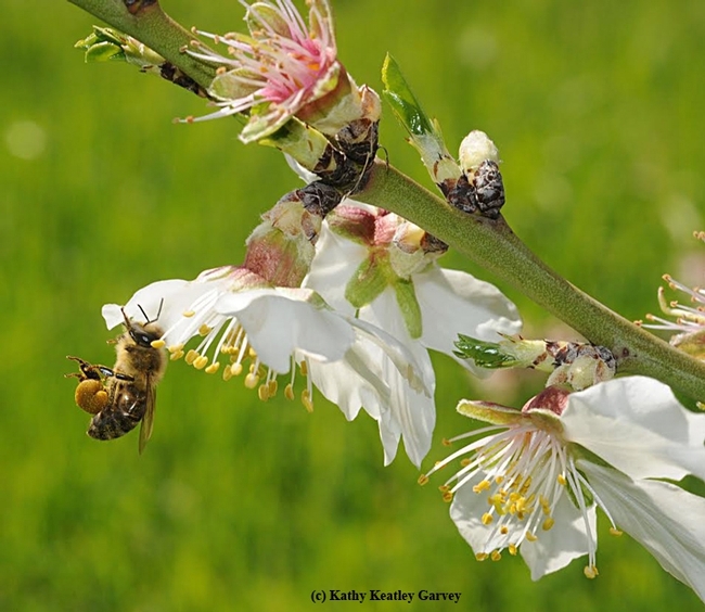A honey bee packing pollen on almond blossoms on the UC Davis campus. California almonds  usually begin blooming around Feb. 14. (Photo by Kathy Keatley Garvey)