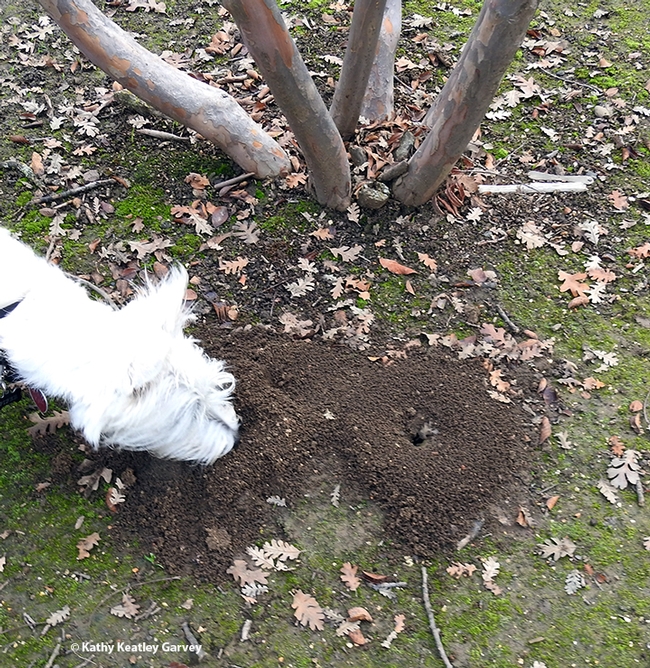 Being the curious sort, Piper, a  West Highland white terrier, sniffs a carpenter ant mound in a Vacaville park. (Photo by Kathy Keatley Garvey)