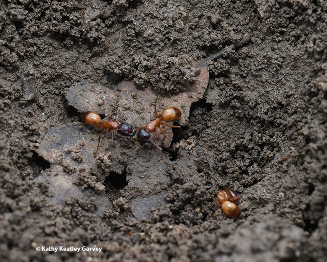 Close-up of carpenter ants, Camponotus semitestaceus (as identified by UC Davis-trained entomologist Brendon Boudinot). (Photo by Kathy Keatley Garvey)
