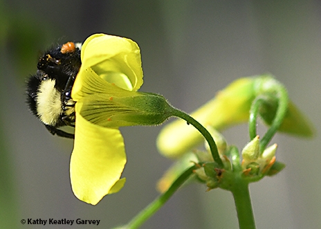 Peek-a-boo! The yellow-faced bumble bee, Bombus vosnesenskii, peers between an oxalis blossom. (Photo by Kathy Keatley Garvey)