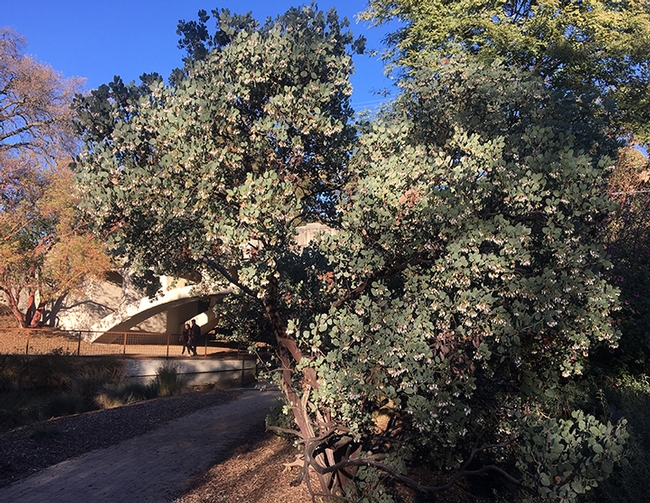 This manzanita plant at the UC Davis Arboretum and Public Garden, near Old Davis Road, is where UC Davis postdoctoral researcher Charlie Nicholson captured an image of the first bumble bee of the year. (Photo by Charlie Nicholson)